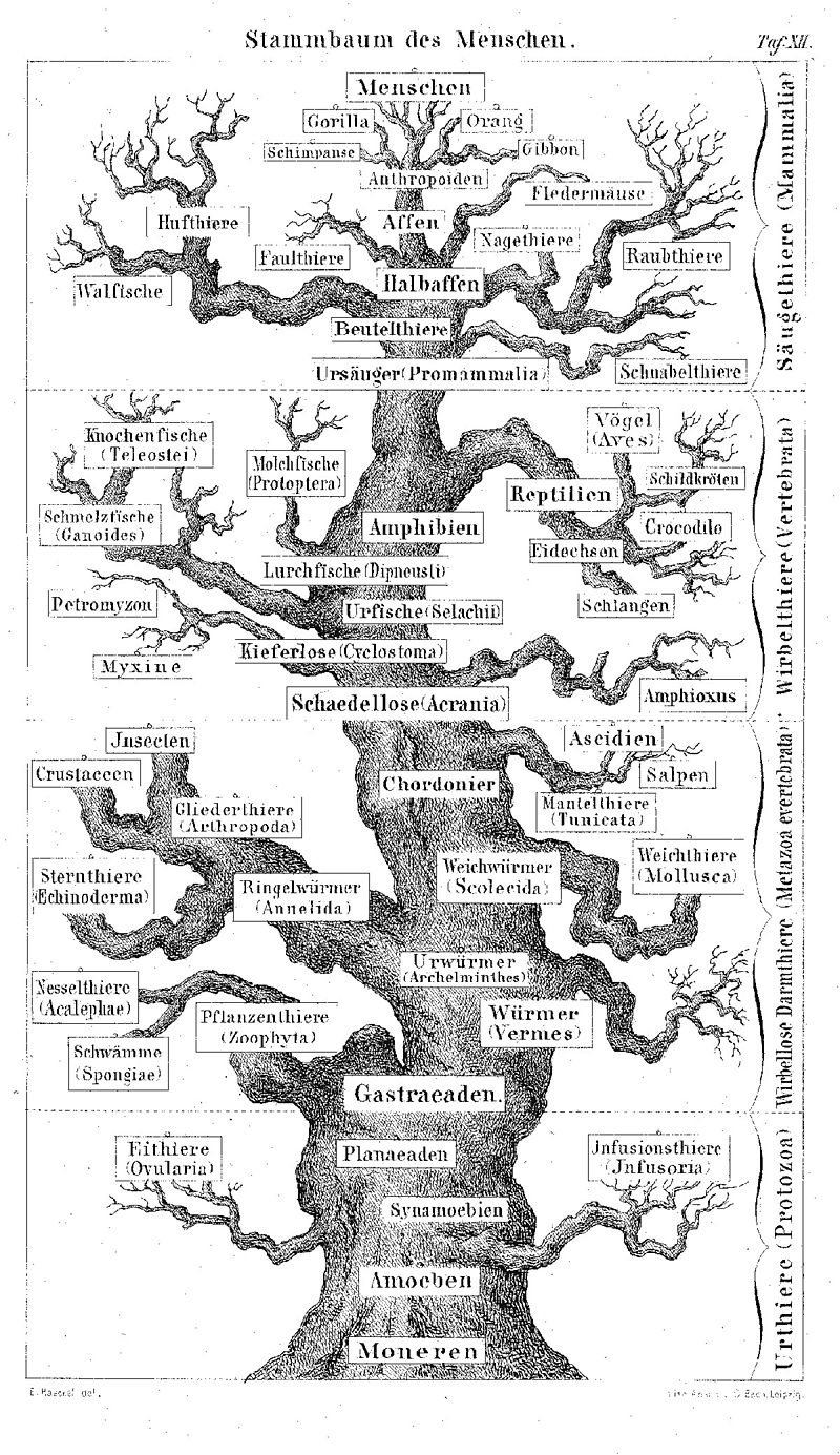 チャールズ・ダーウィン『種の起源について』：On the Origin of Species