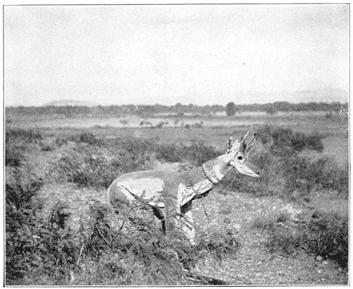 A DEER disguised by old deer hunter of San Diego - Unknown Mexico, Carl Lumholtz(1902)